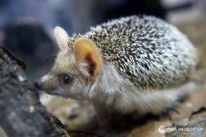 Ежи в Москве проснутся раньше из-за теплой погоды