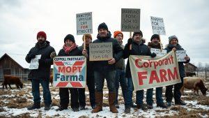 Фермеры против «Мираторга»: зачем убивают скот?