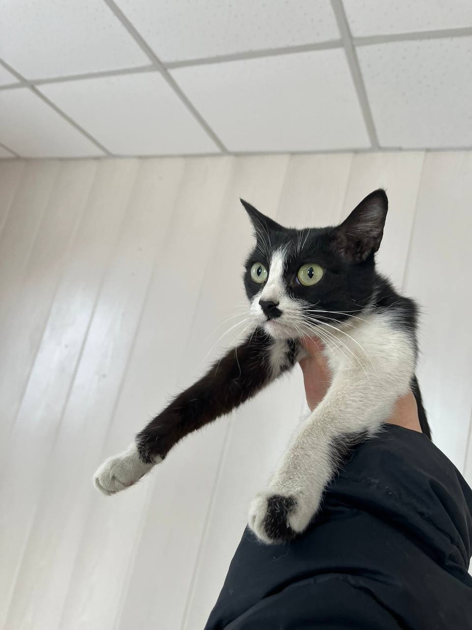 Гаишники спасли котят от пьяного водителя в Красноярске