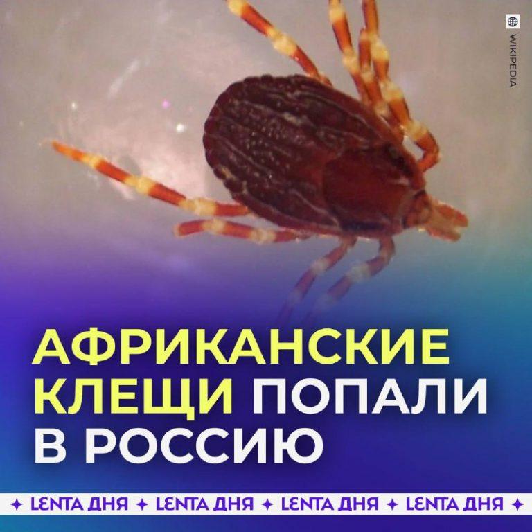 Гигантские клещи Hyalomma lusitanicum атакуют Россию
