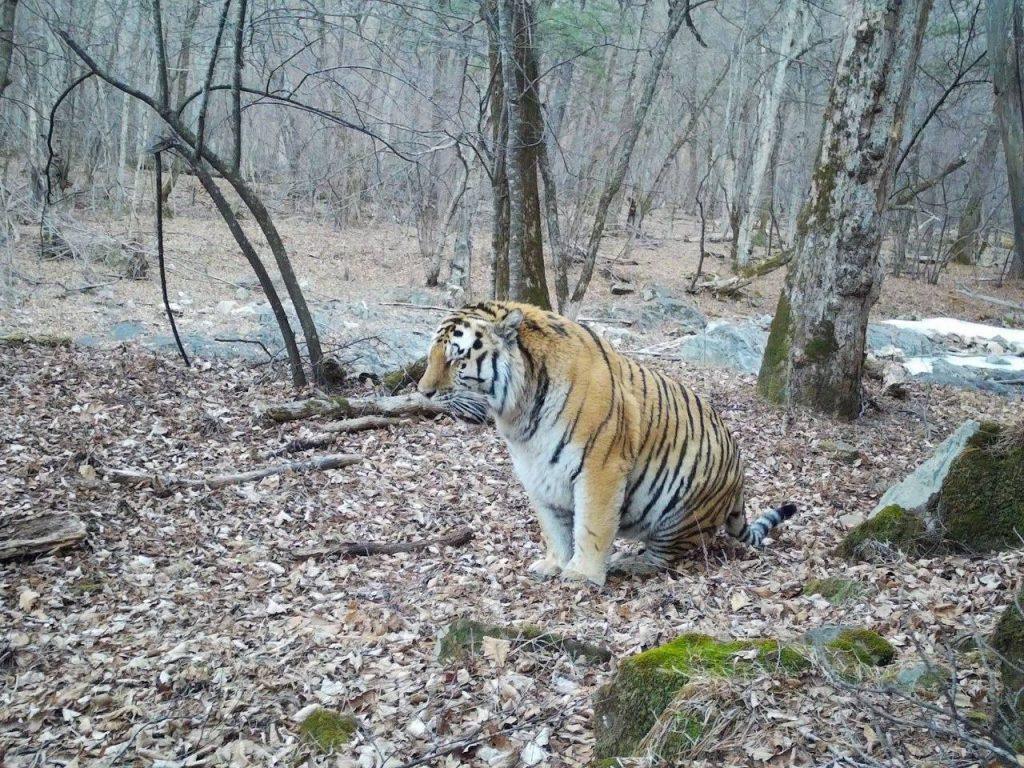 Гигантский тигр в Приморье: фото после удачной охоты