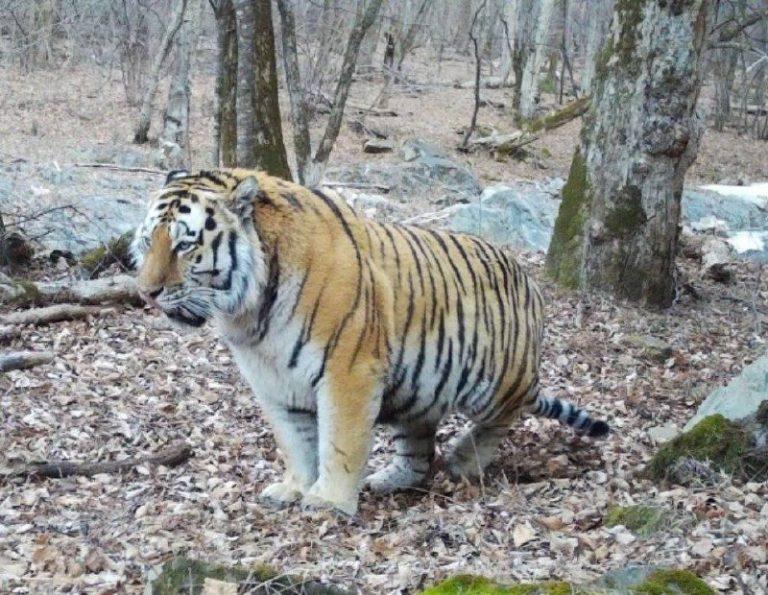 Гигантский тигр в Приморье: фото после удачной охоты