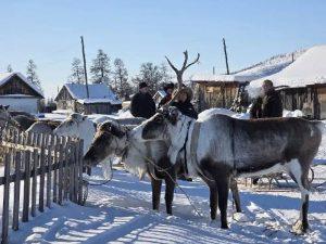 Гонки на оленьих упряжках на Чукотке: экстрим и традиции