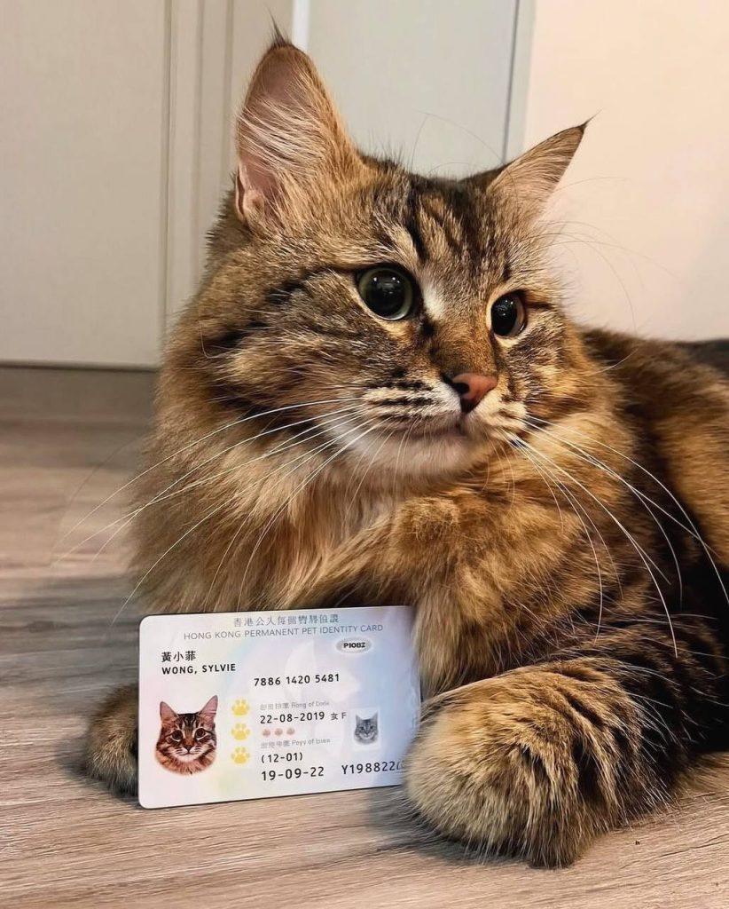 Гонконг запускает цифровые паспорта для животных