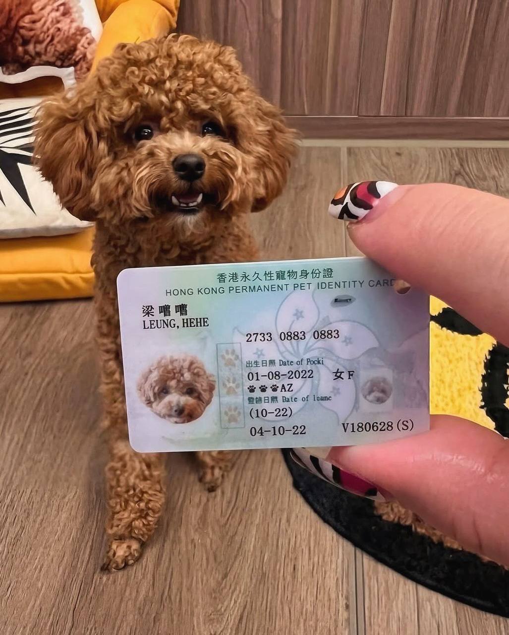 Гонконг запускает цифровые паспорта для животных