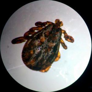 Хиаломма: клещи, которые преследуют вас на природе