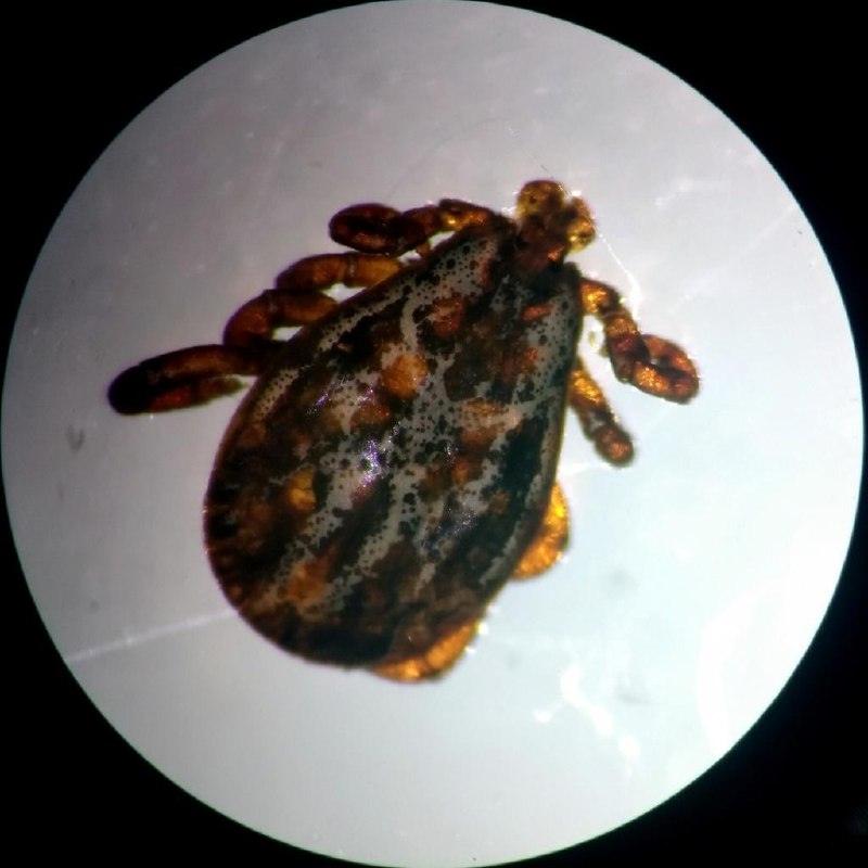 Хиаломма: клещи, которые преследуют вас на природе