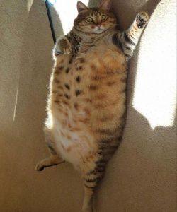 Хронический стресс приводит к набору веса — как это остановить?