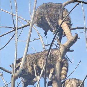 Как еноты из Московского зоопарка стали идеалом для отдыха