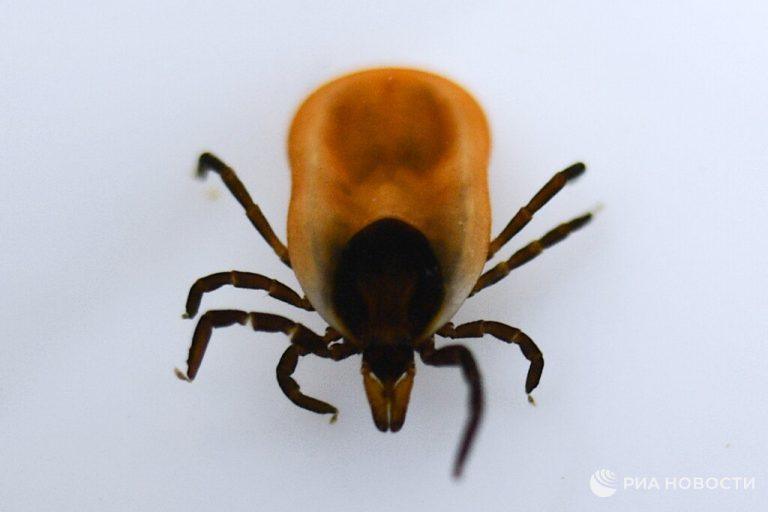 Как заразиться клещевым энцефалитом без укуса клеща