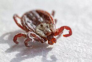 Клещи в Москве: пик активности и как защититься