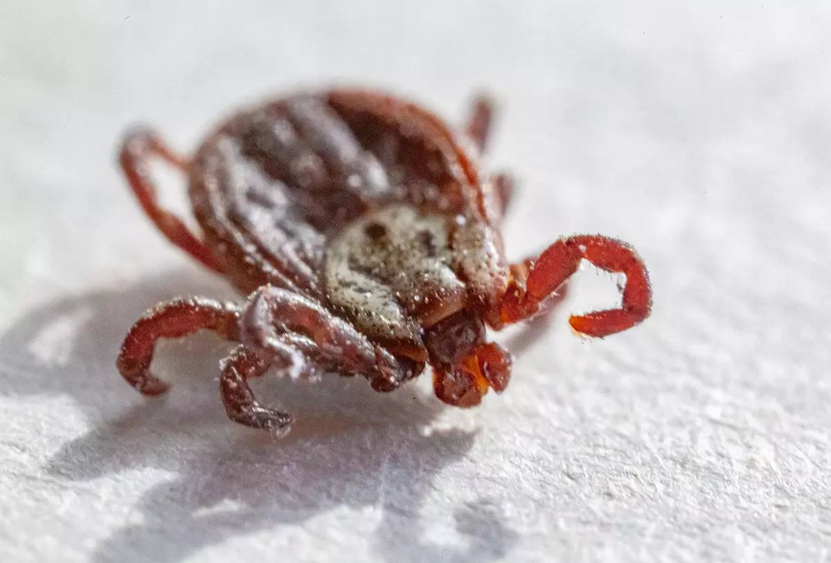 Клещи в Москве: пик активности и как защититься