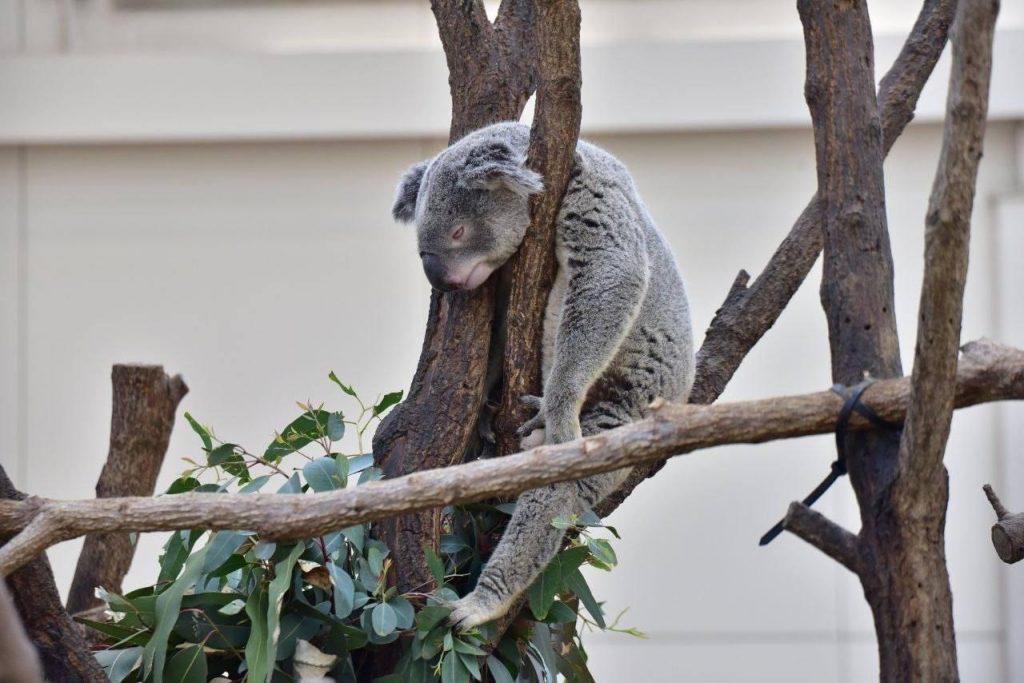 Коала из Японии — символ утреннего настроения