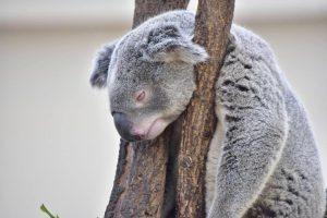 Коала из Японии — символ утреннего настроения