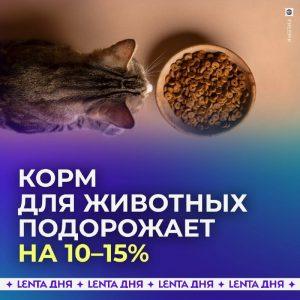 Корм для питомцев подорожает: что ждать владельцам?