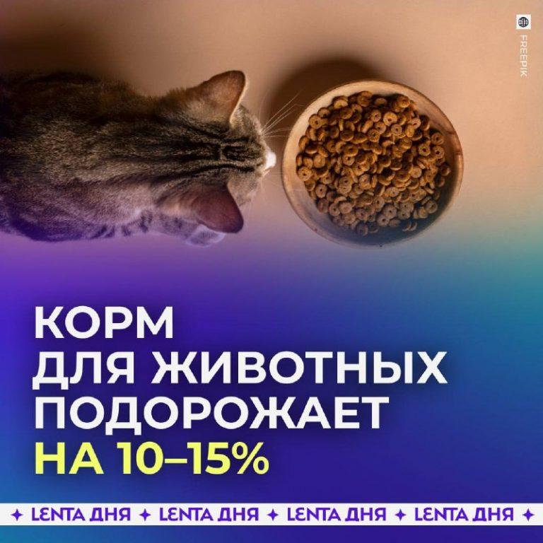 Корм для питомцев подорожает: что ждать владельцам?