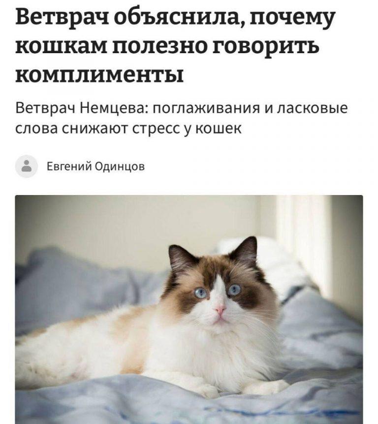 Кошачье счастье: секрет, который раскрыли ветеринары
