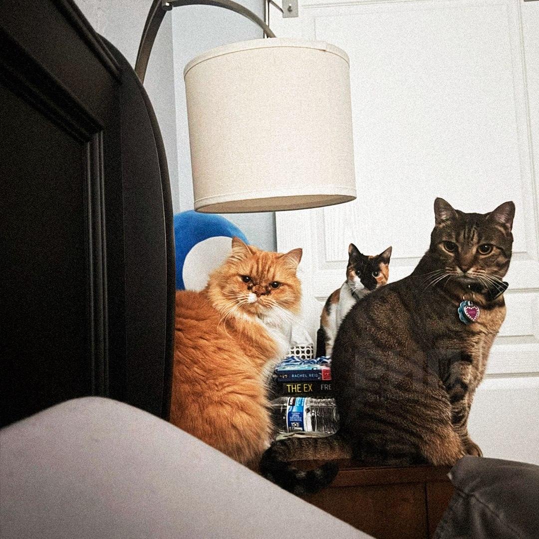 Коты не прощают: парень проспал кормёжку и получил урок