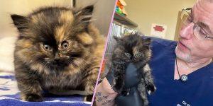 Котёнок Зои превратился в шарик: невероятный случай в Калифорнии