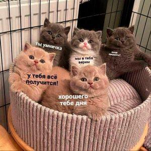 Мем 'Если тебе это скинули, ты красавчик': почему это важно