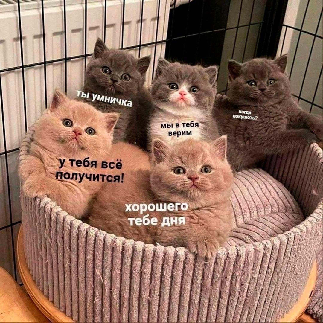 Мем 'Если тебе это скинули, ты красавчик': почему это важно