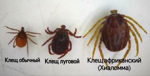 Мутировавшие клещи-убийцы атакуют юг России