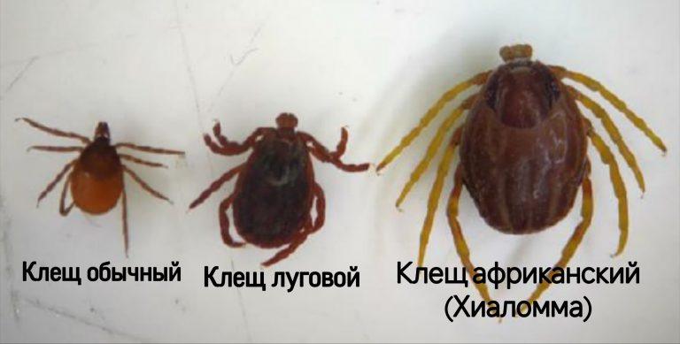 Мутировавшие клещи-убийцы атакуют юг России