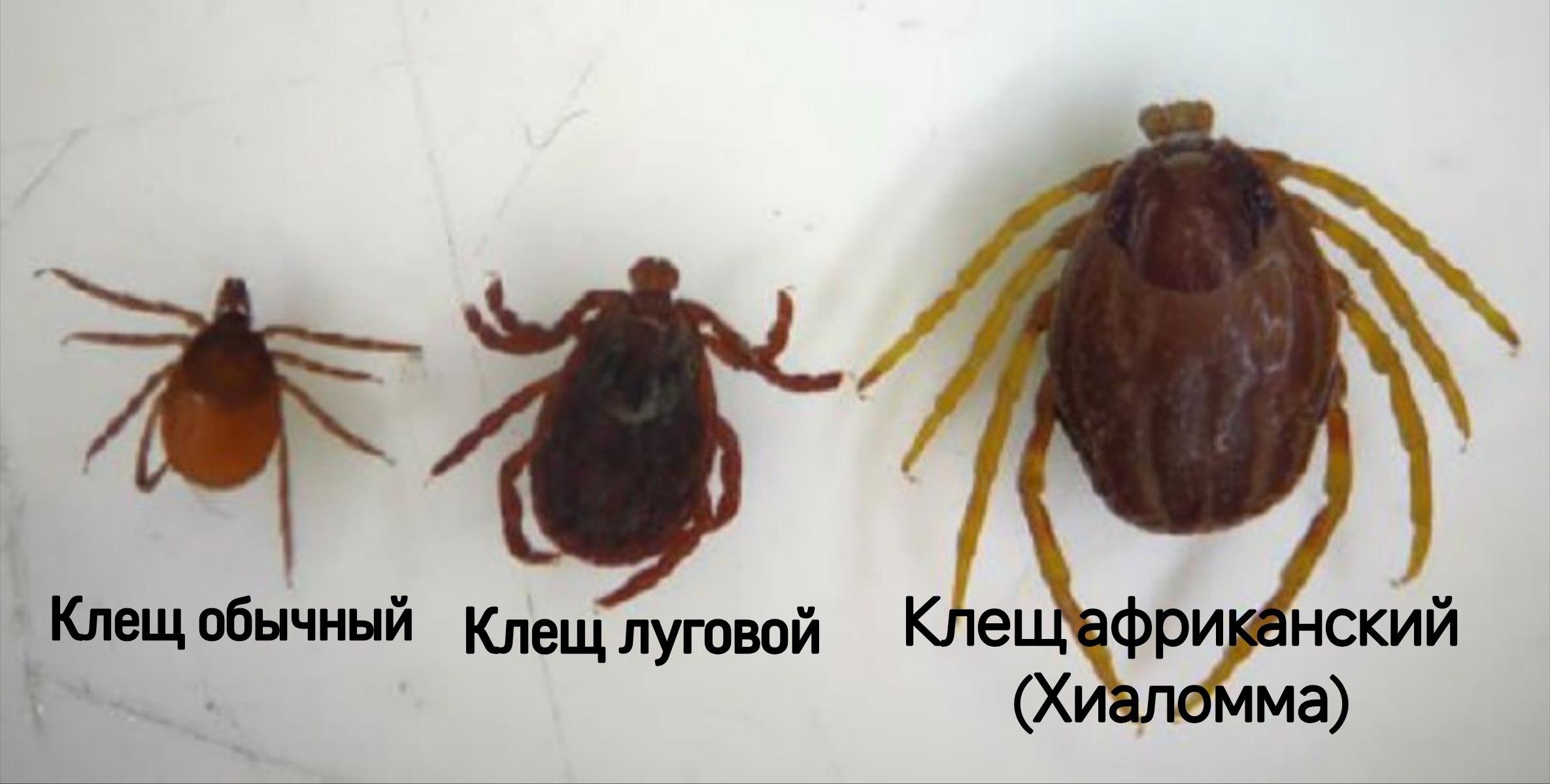 Мутировавшие клещи-убийцы атакуют юг России