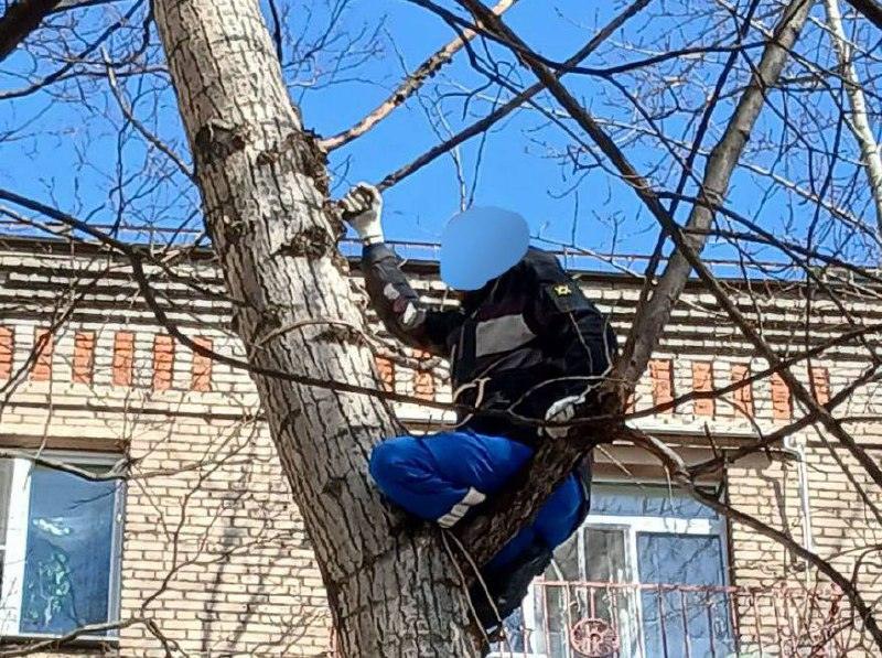 Мужчина сидел на дереве в Москве и молча ушел