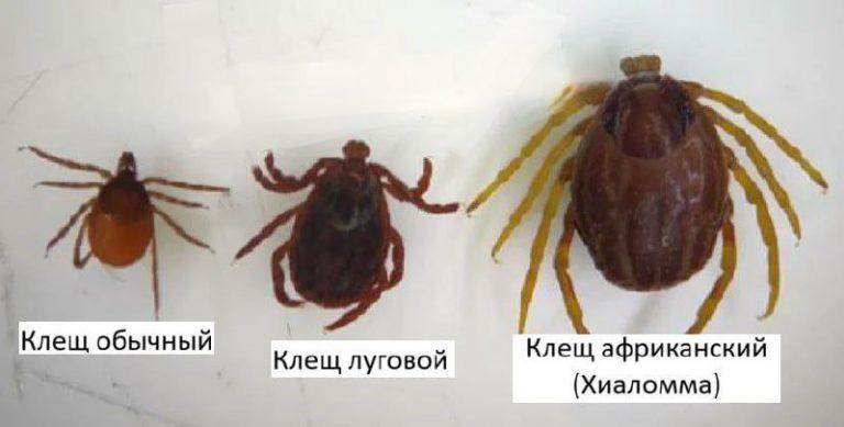 Новые клещи Hyalomma: мутанты на юге России
