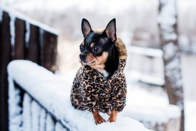 Обувь для собак: новый тренд зимы в России