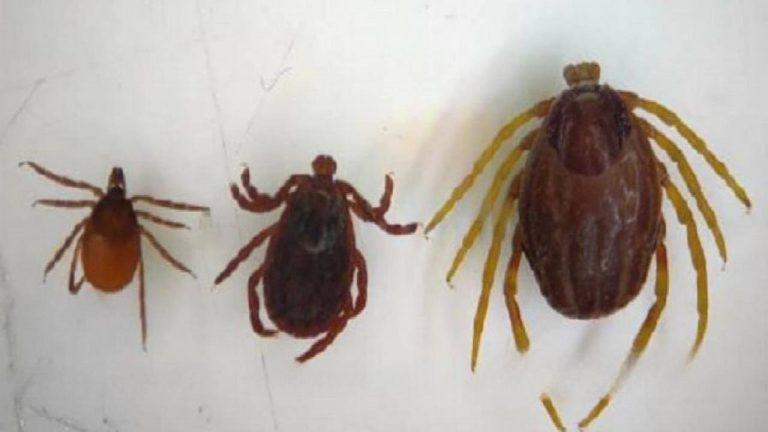 Опасные клещи нового поколения атакуют Россию