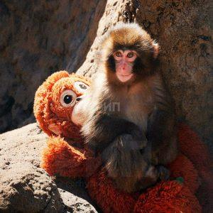 Панч и Айко: история любви и поддержки