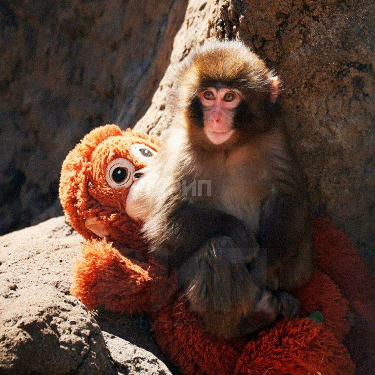 Панч и Айко: история любви и поддержки