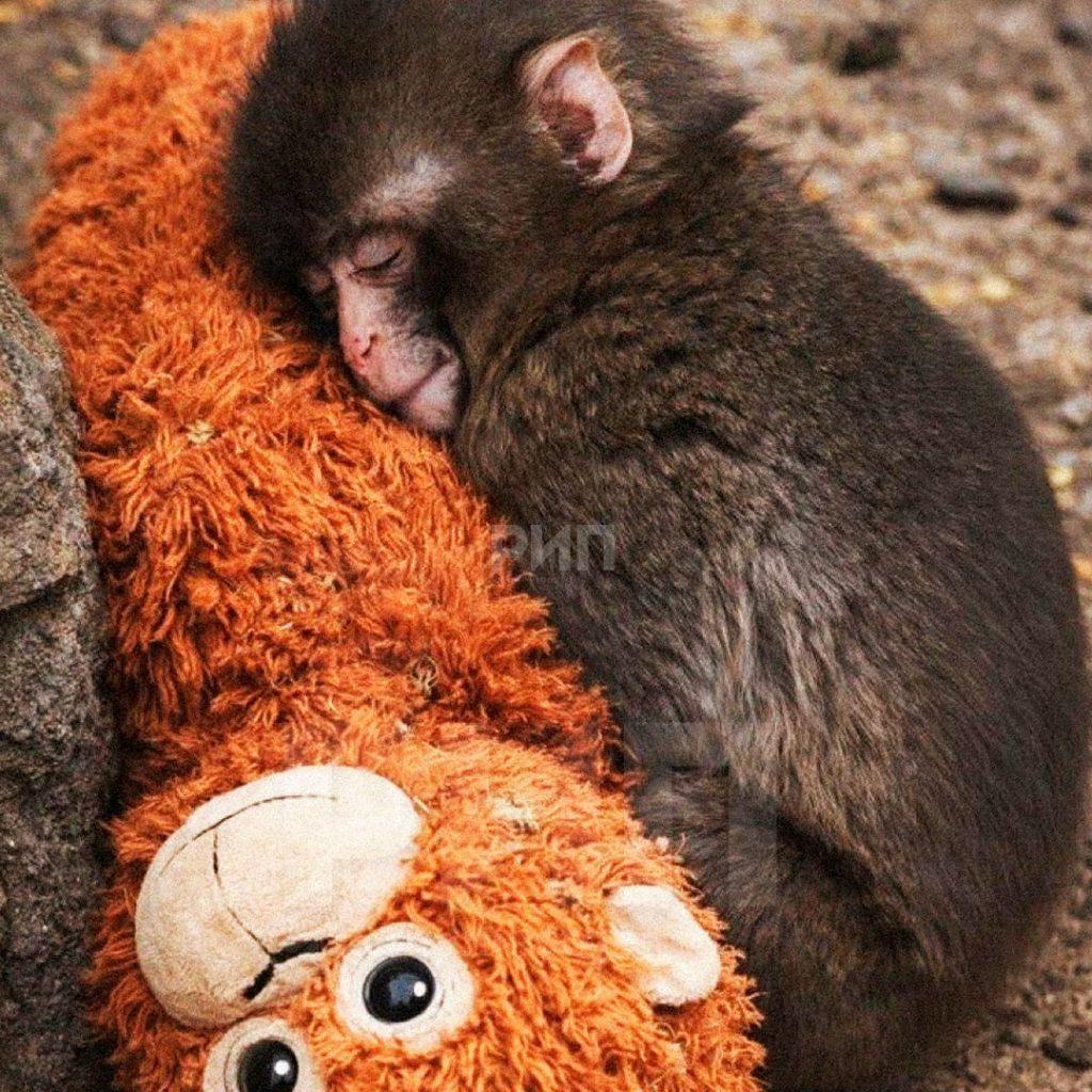 Панч и Айко: история любви и поддержки