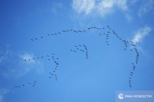 Перелетные птицы в России попали в ловушку из-за конфликта