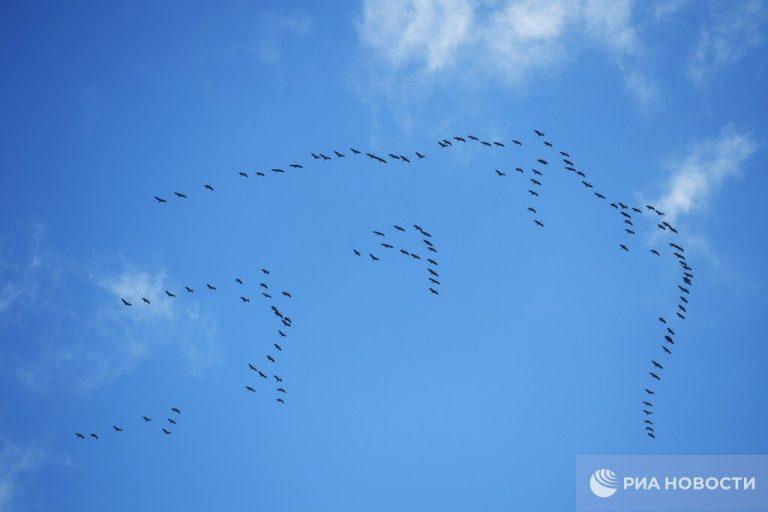 Перелетные птицы в России попали в ловушку из-за конфликта