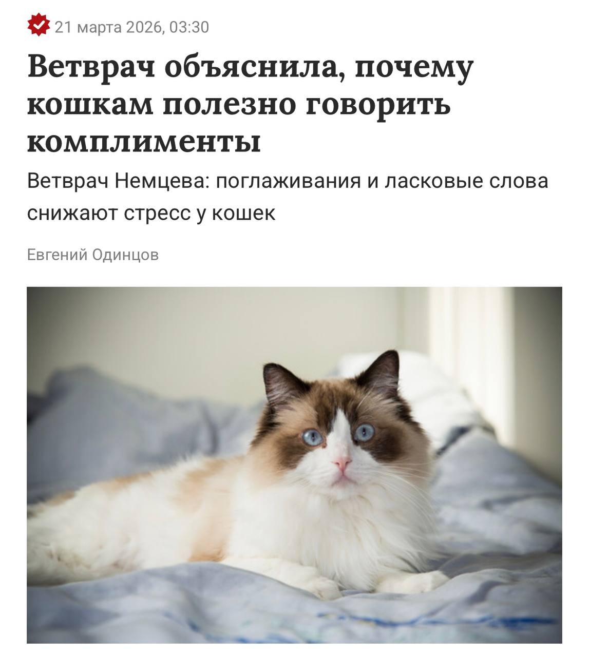 Разговоры с кошкой улучшают её психологическое состояние