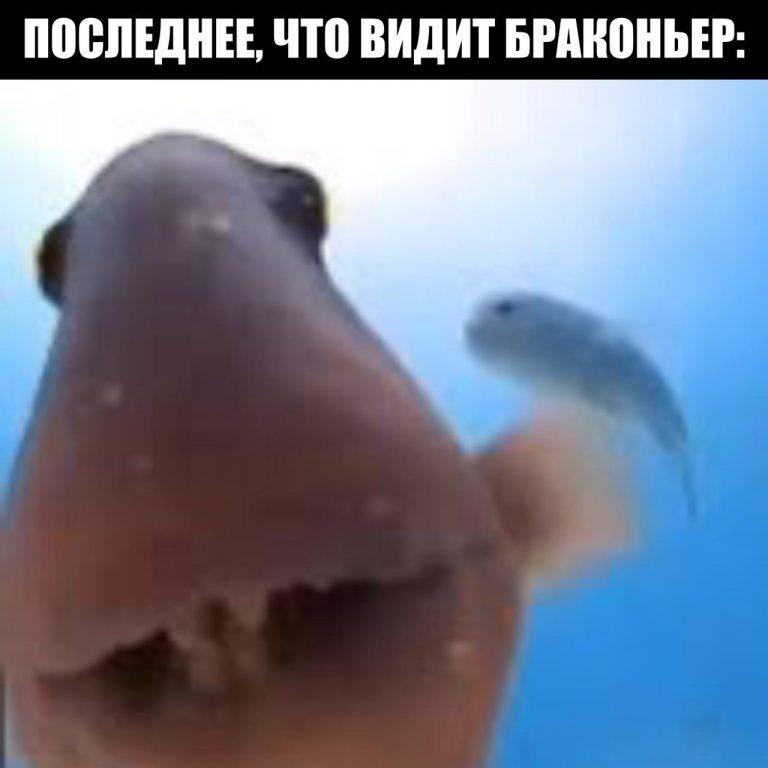 Рыбу браконьеров будут отпускать обратно в водоёмы