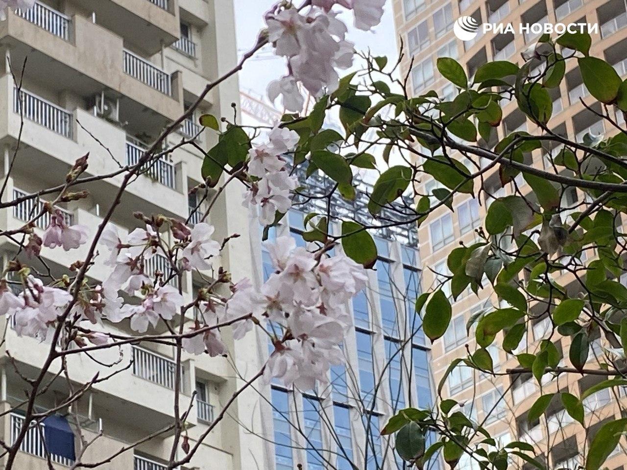 Сакура в Токио: начало сезона цветения и его значение