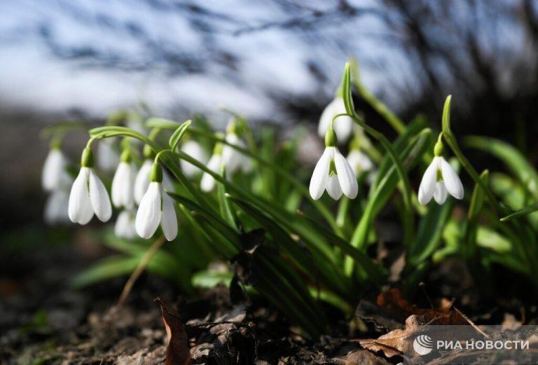 Штраф до миллиона за подснежники: что нужно знать