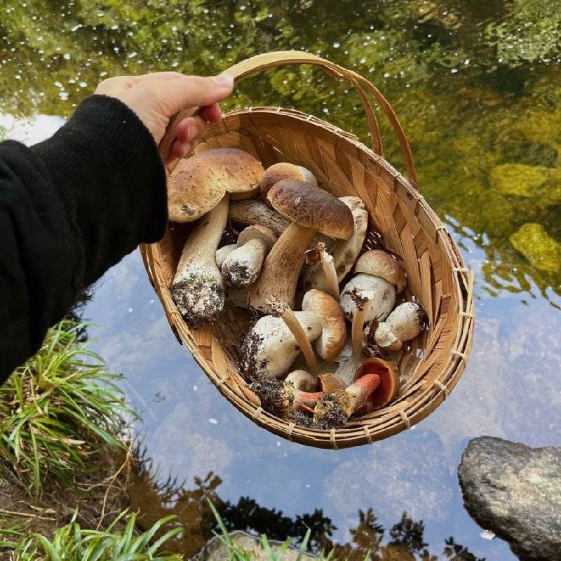 Штраф за грибы из Красной книги — 200 тысяч рублей!