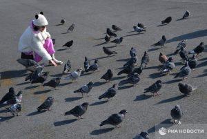 Штраф за кормление голубей: до 5 тысяч рублей!