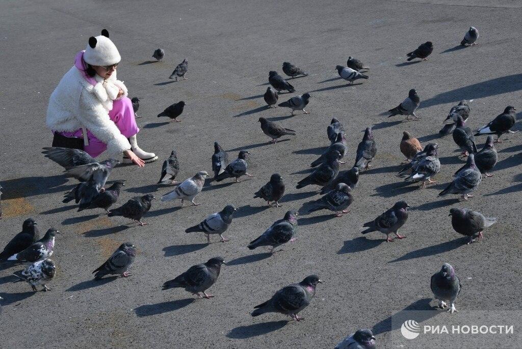 Штраф за кормление голубей: до 5 тысяч рублей!