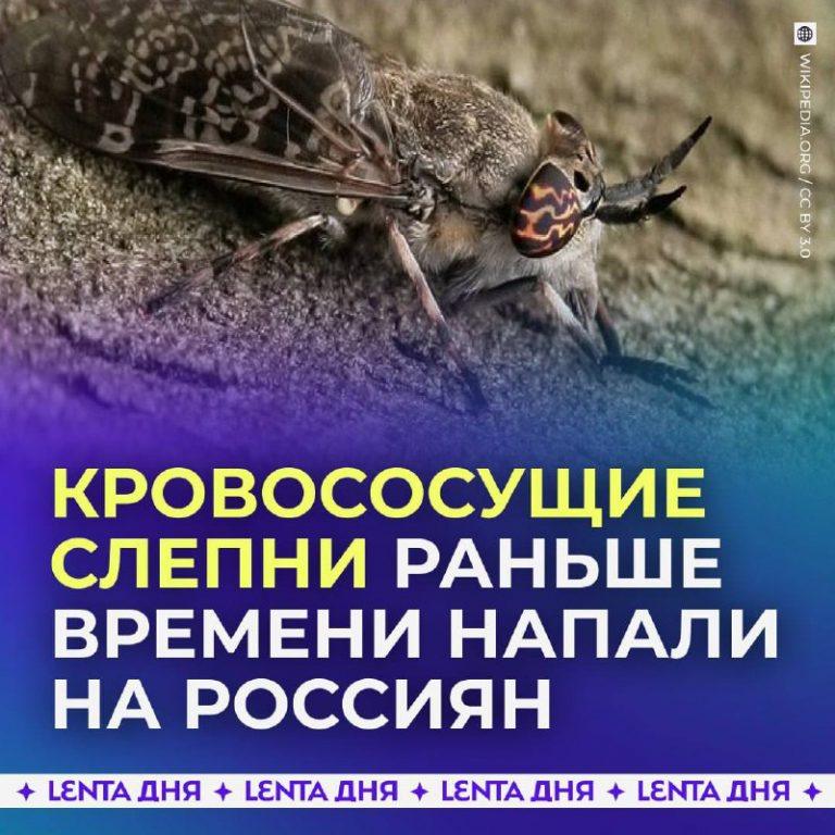 Слепни атакуют: как спастись от укусов этой весной