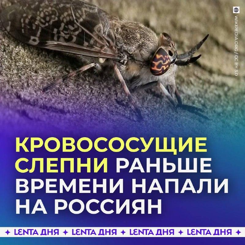 Слепни атакуют: как спастись от укусов этой весной