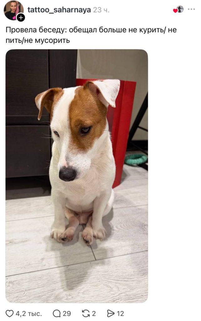 Собачников обвинили в мусоре: битва в комментариях