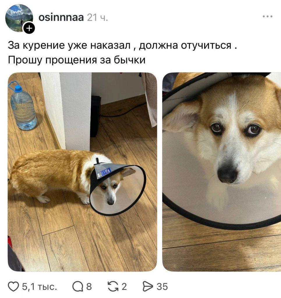 Собачников обвинили в мусоре: битва в комментариях