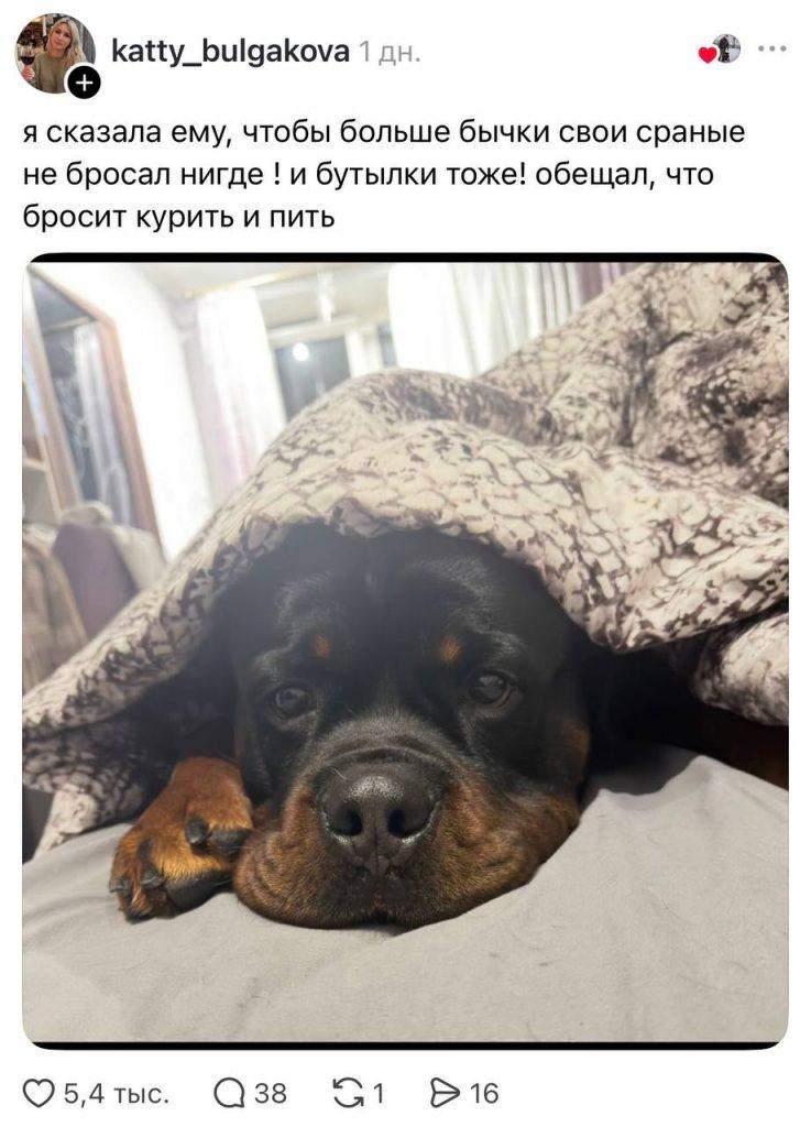 Собачников обвинили в мусоре: битва в комментариях