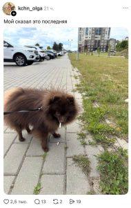 Собачников обвинили в мусоре: битва в комментариях